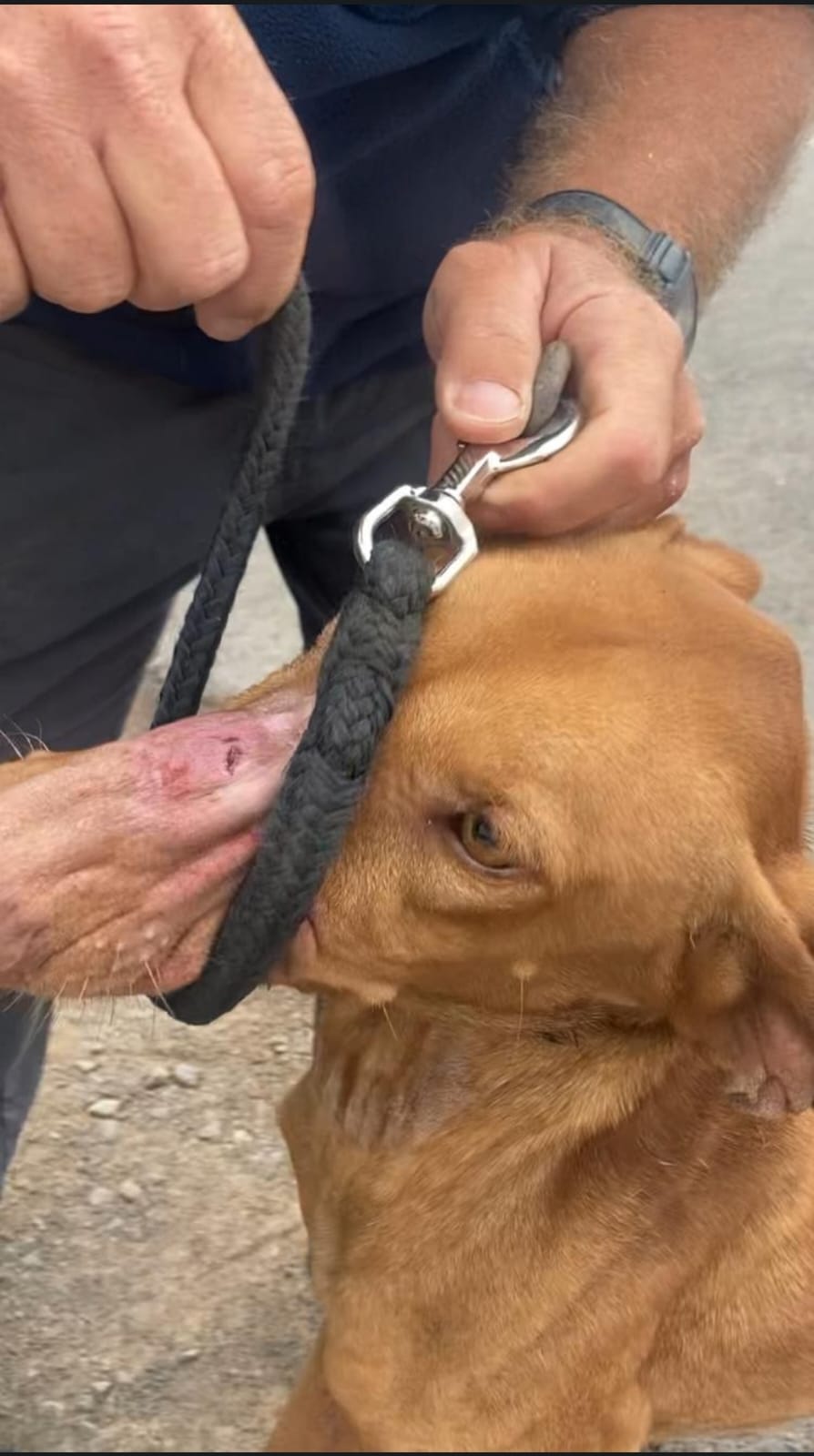 Perros maltratados en Haría 3