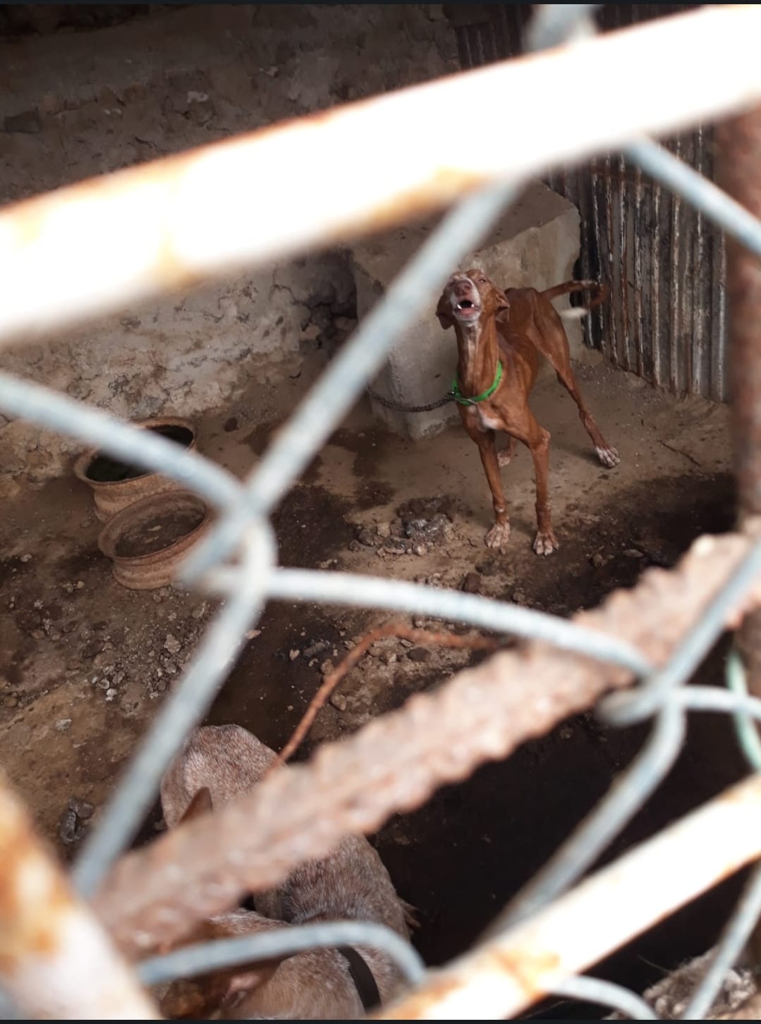Perros maltratados en Haría 4