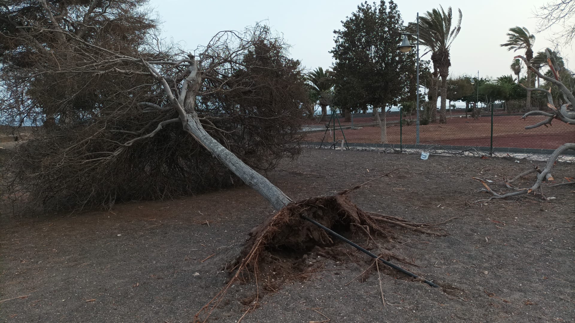 Árboles secos por falta de riego en el parque canino de Arrecife 2