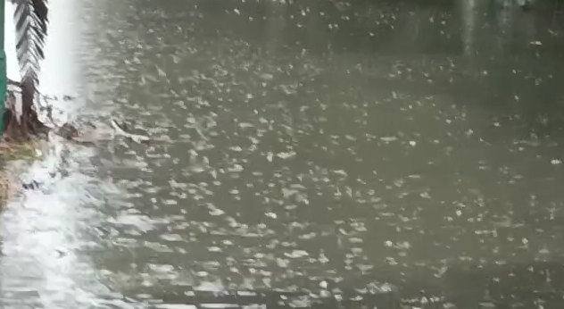 Lluvia constante