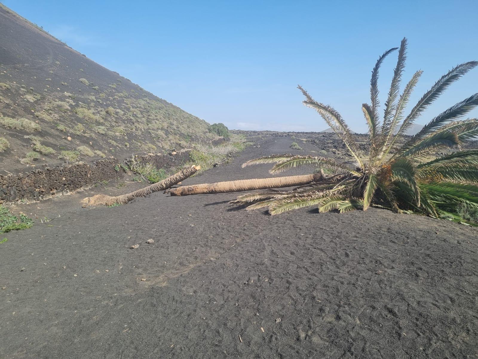 Palmera de Masdache 2