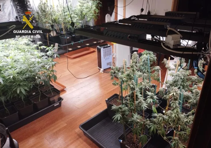 Plantación de marihuana en Tinajo 2