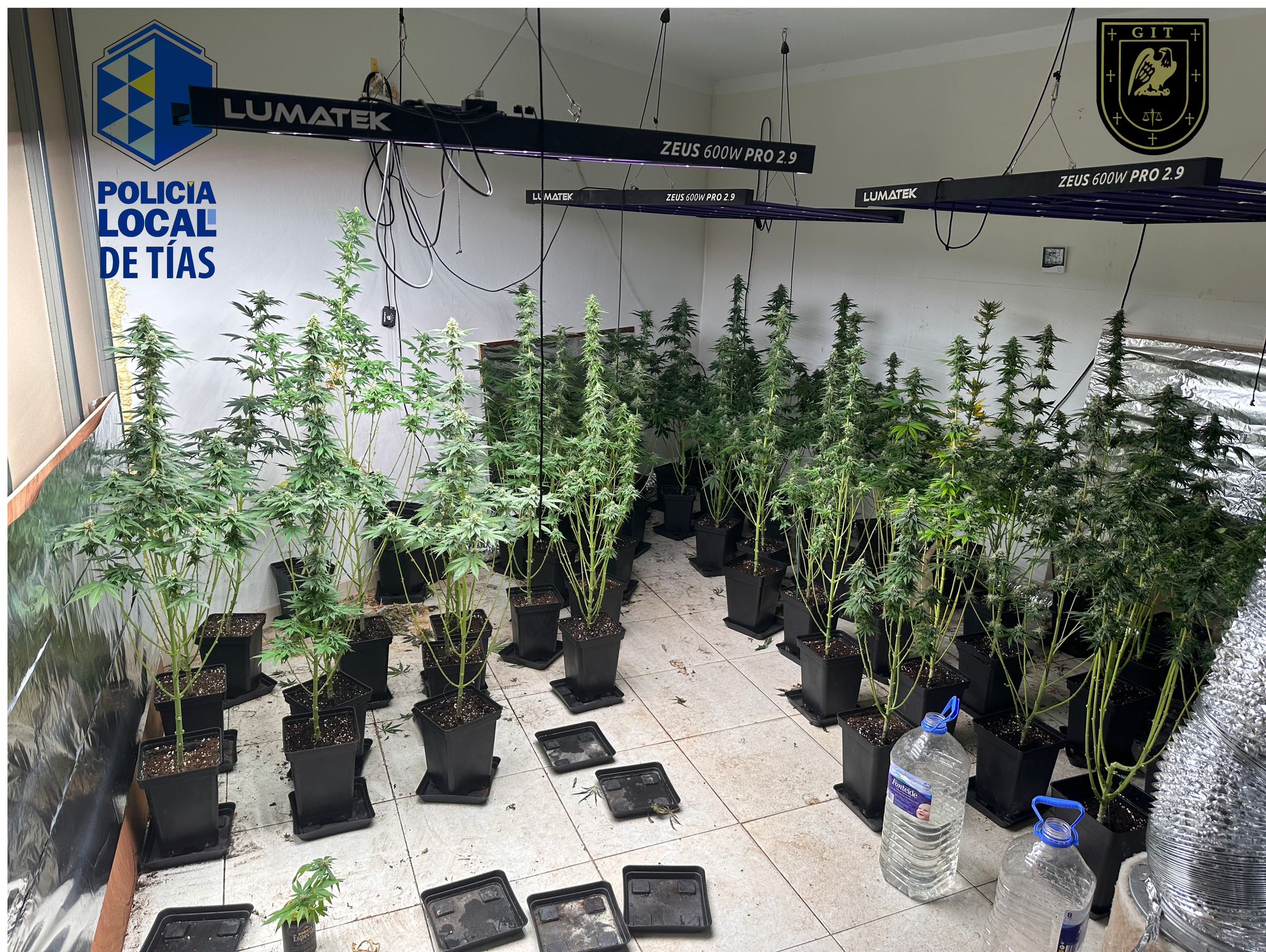 Plantación de marihuana en Tías