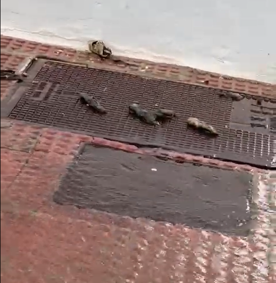 Ratas ahogadas por las inundaciones