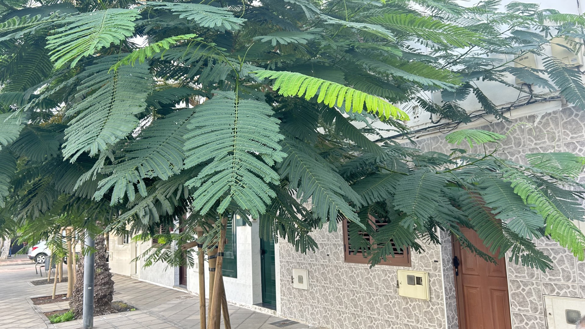 TITERROY (1)