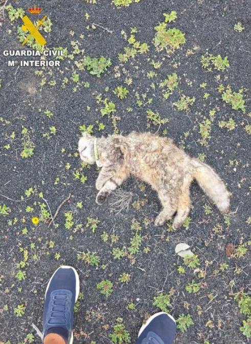 Gato muerto en Charco del Palo 2