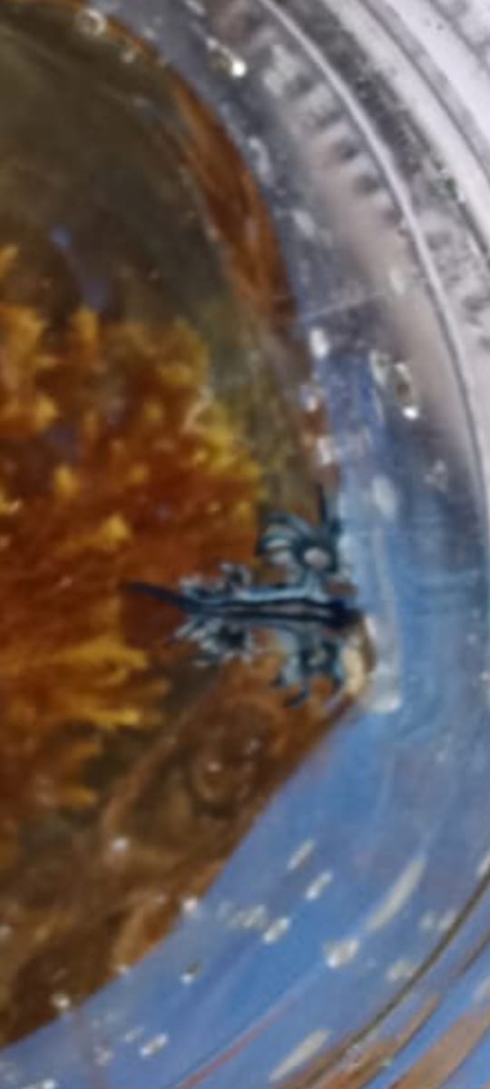Dragones azules