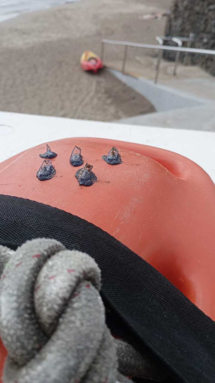Velellas en La Garita