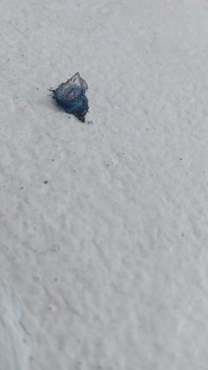 Velellas en La Garita 3