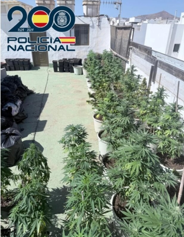 Plantación de marihuana en Arrecife