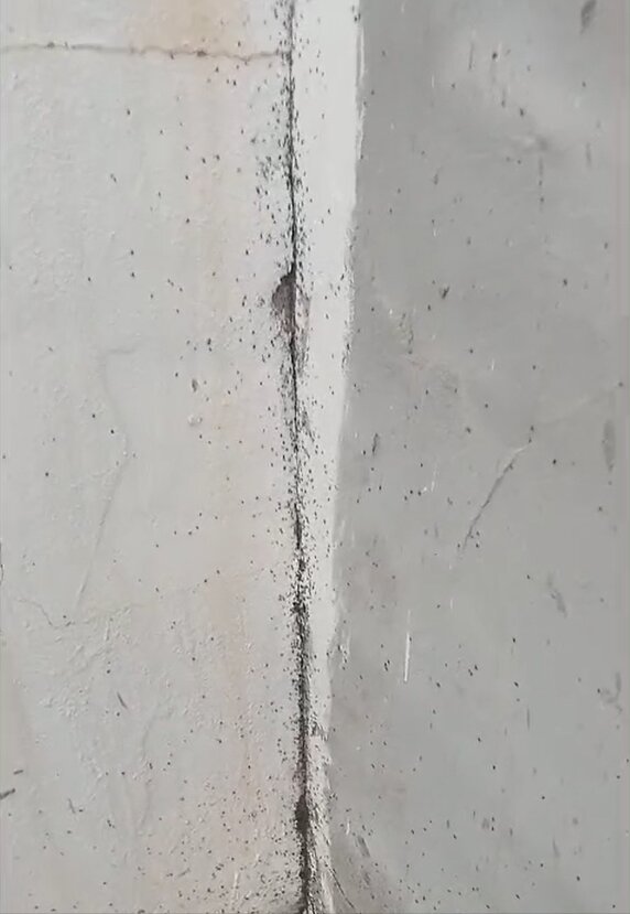 Hilera de insectos subiendo por la pared 2